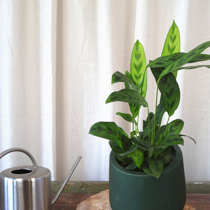 Calathea leopardina 90mm