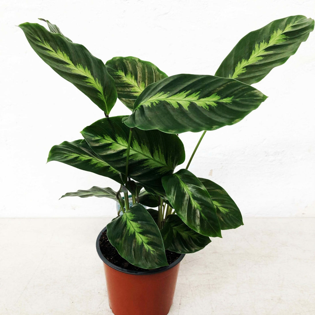 Calathea Louisae Miso 120mm