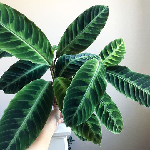 Calathea Warscewiczii - Jungle Velvet 125mm