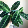 Calathea Warscewiczii - Jungle Velvet 125mm