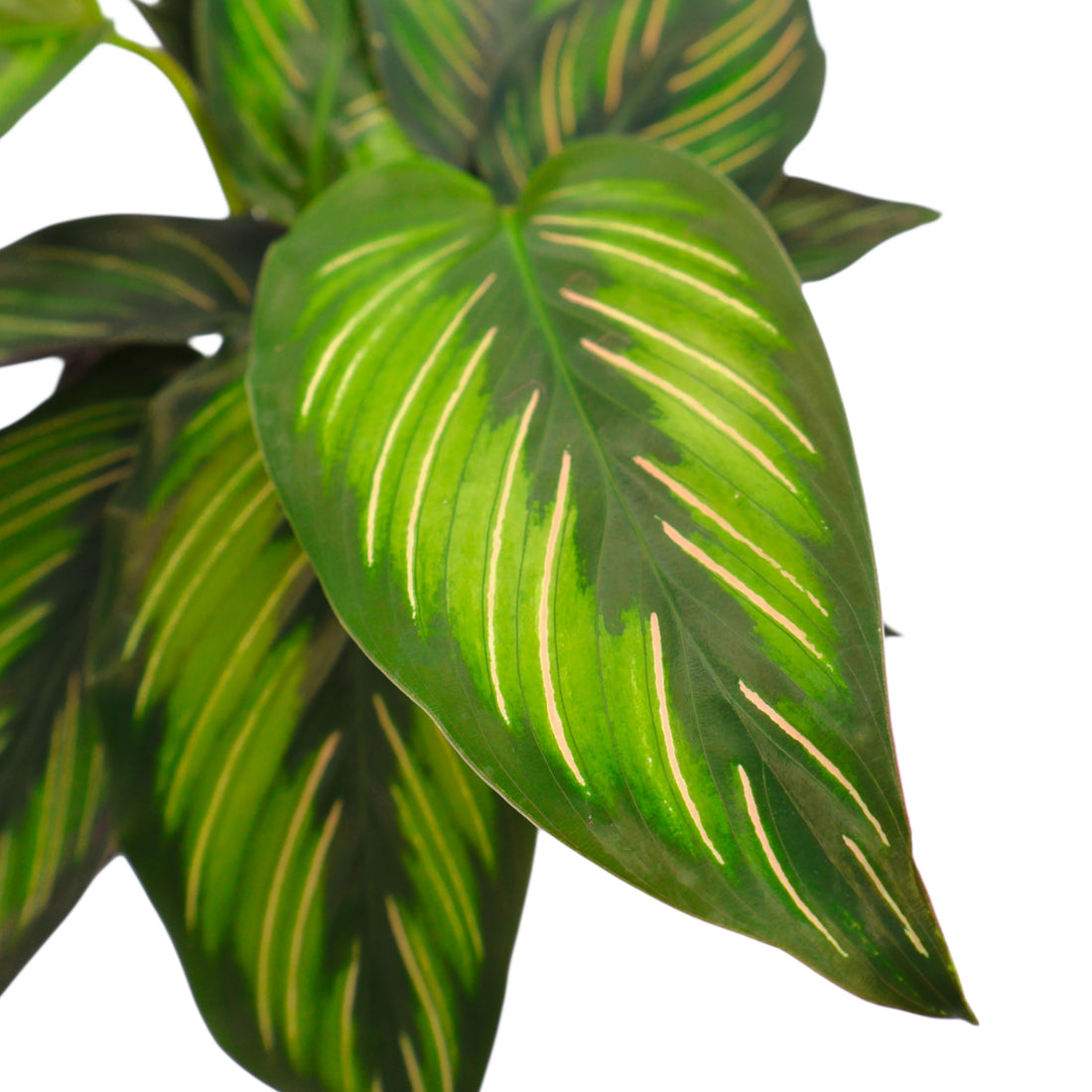 Calathea Beauty Star 90mm