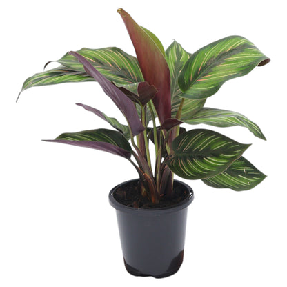 Calathea Beauty Star 90mm