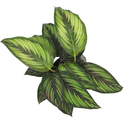 Calathea Beauty Star 90mm