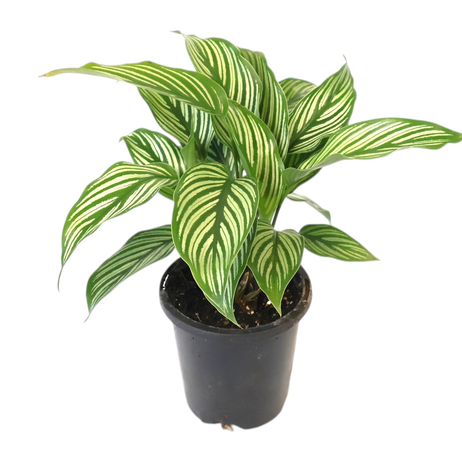 Calathea Elliptica Vittata 90mm