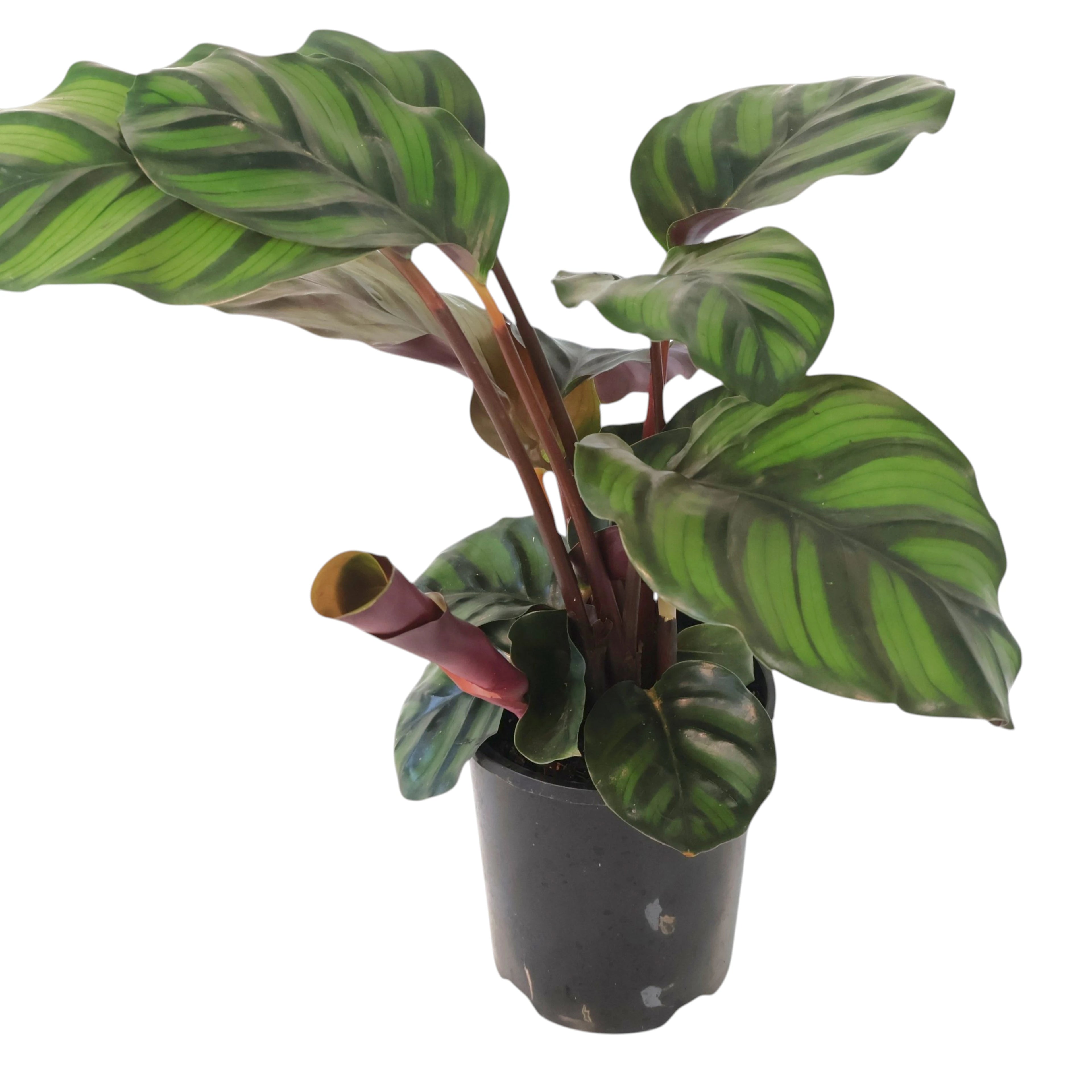 Calathea Fasciata 140mm