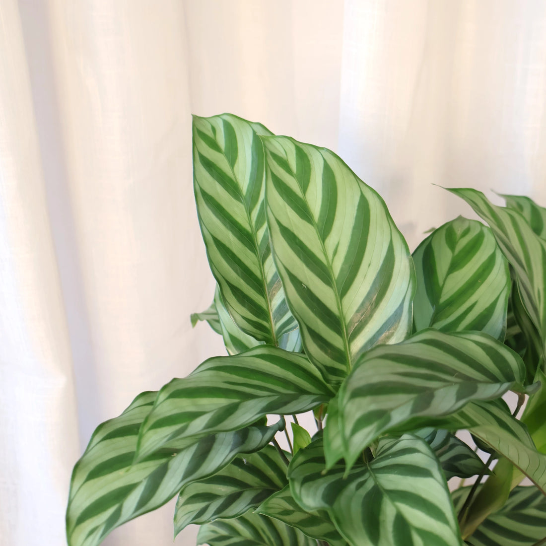 Calathea Freddy 90mm