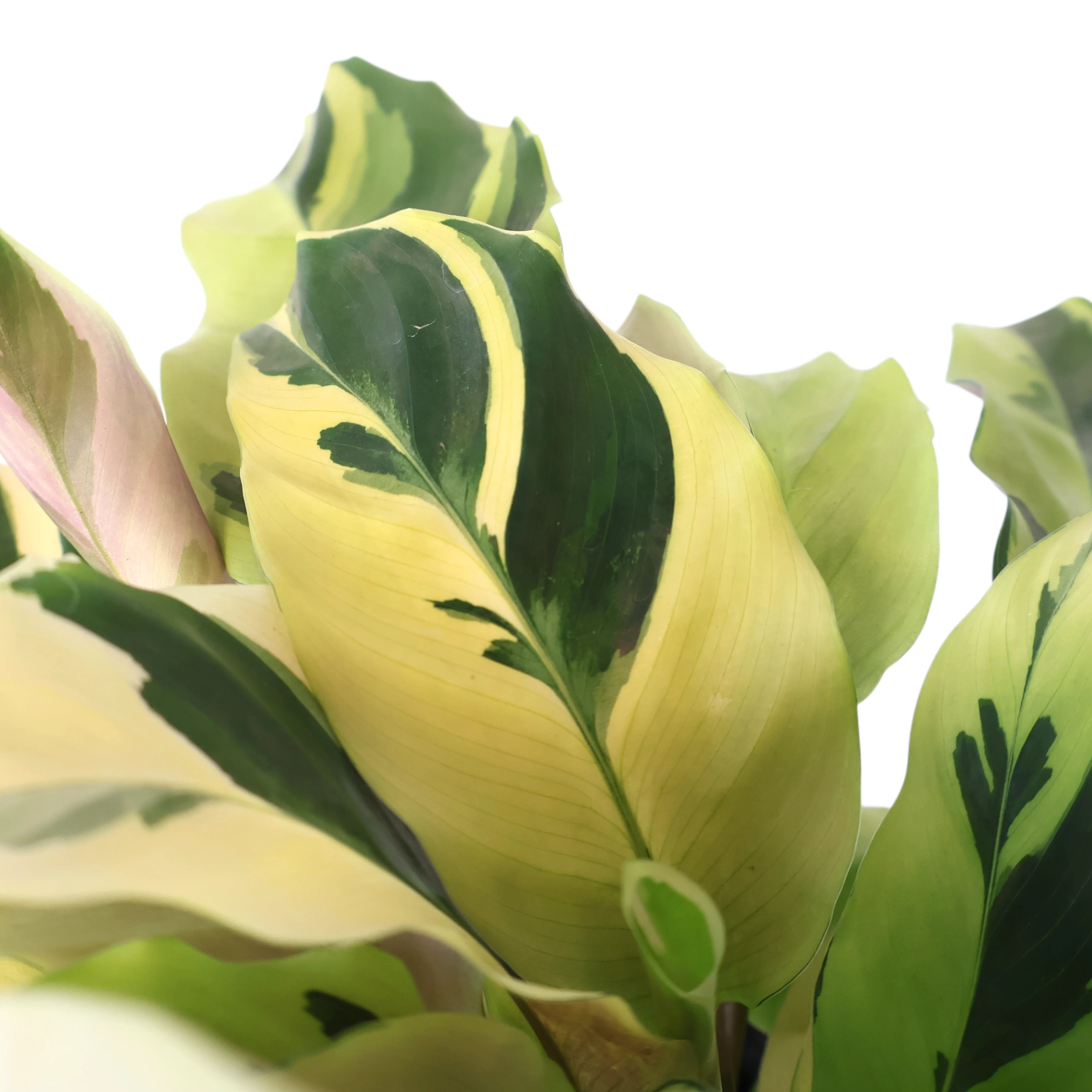 Calathea Fusion Yellow 140mm