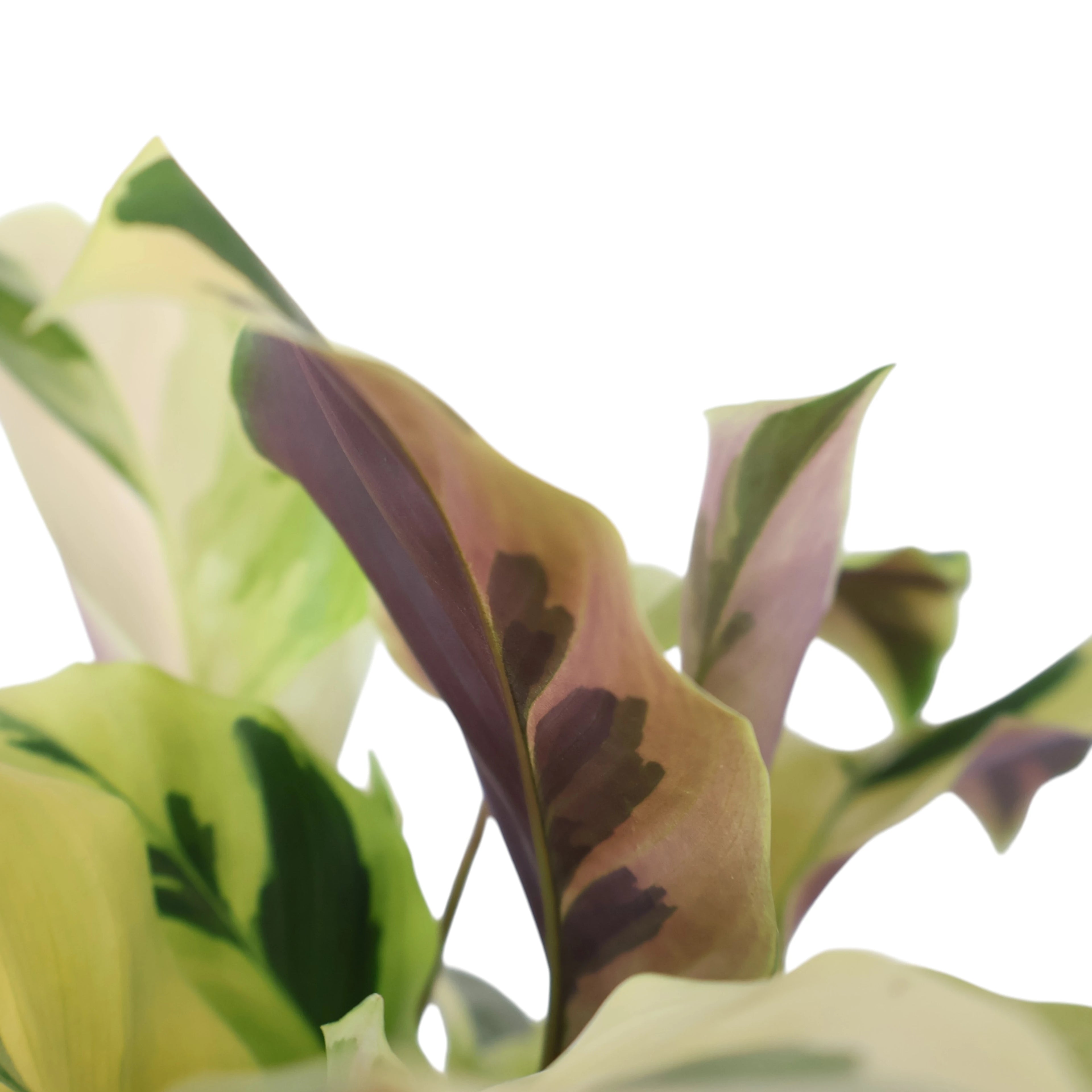 Calathea Fusion Yellow 140mm