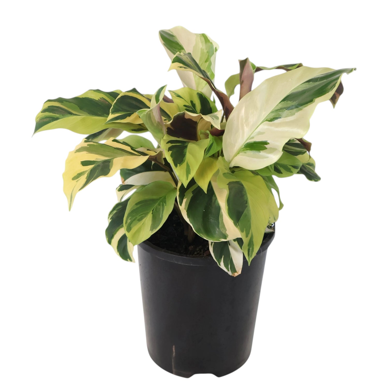 Calathea Fusion Yellow 140mm
