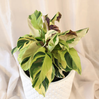 Calathea Fusion Yellow 140mm