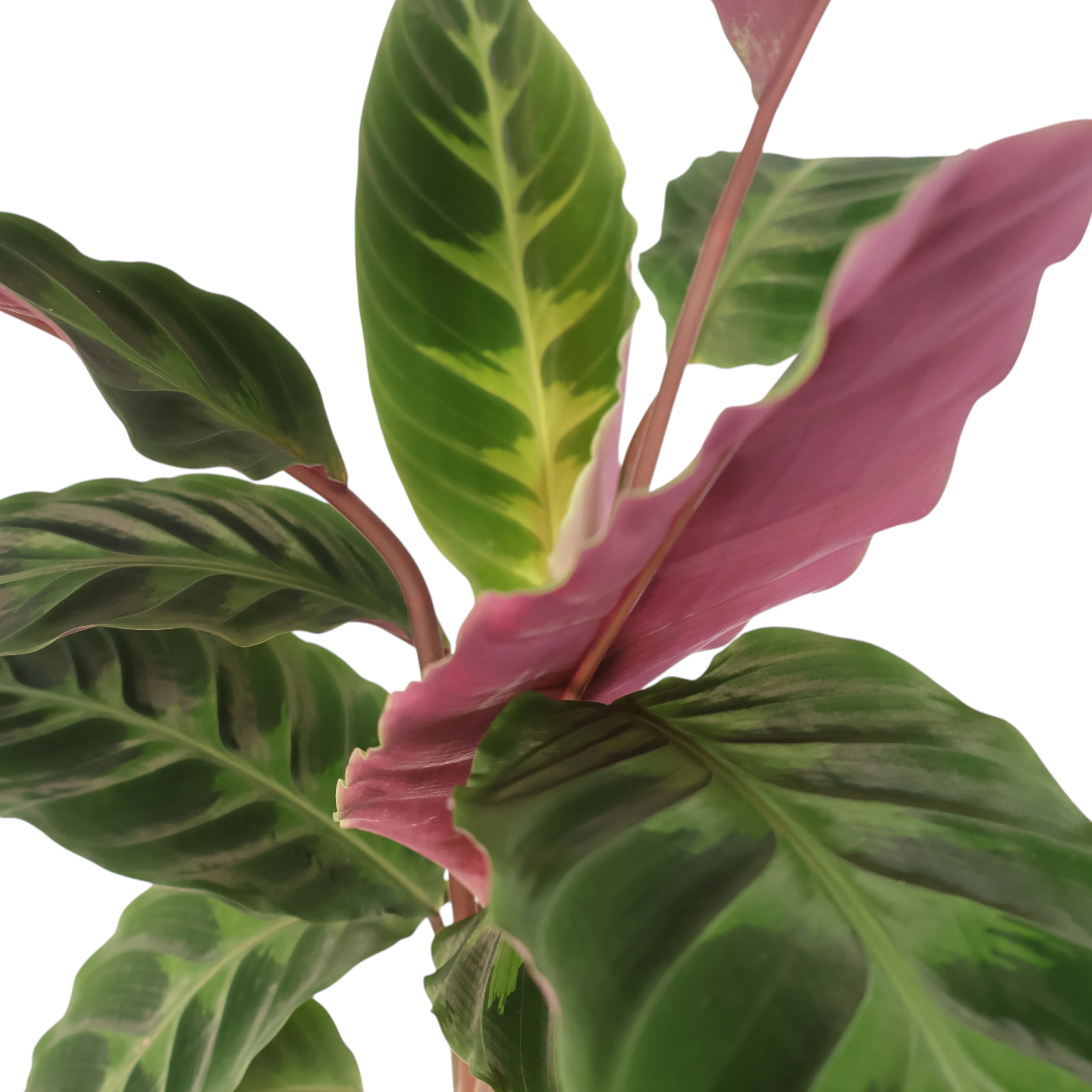 Calathea Warscewiczii - Jungle Velvet 180mm