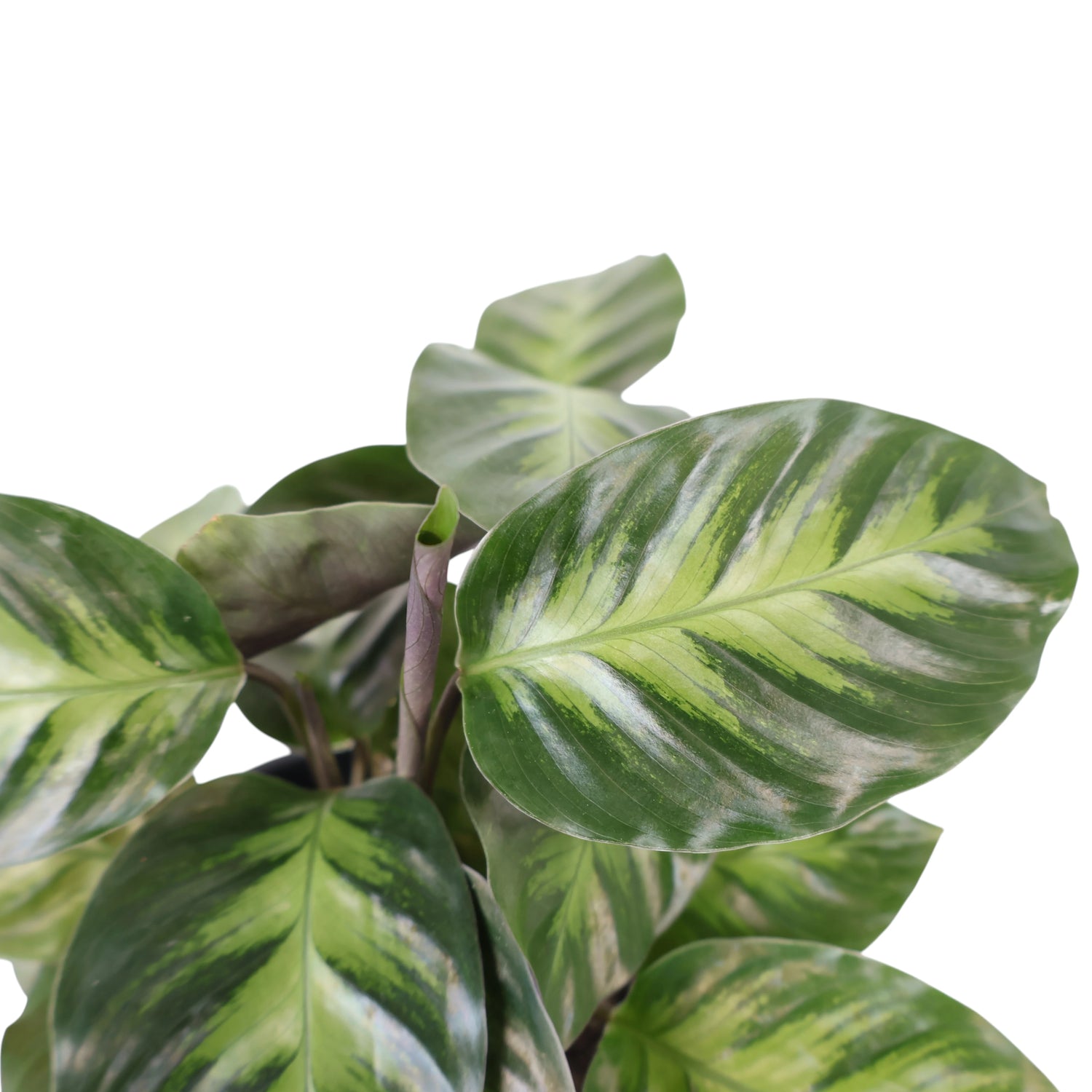Calathea Louisae Miso 120mm