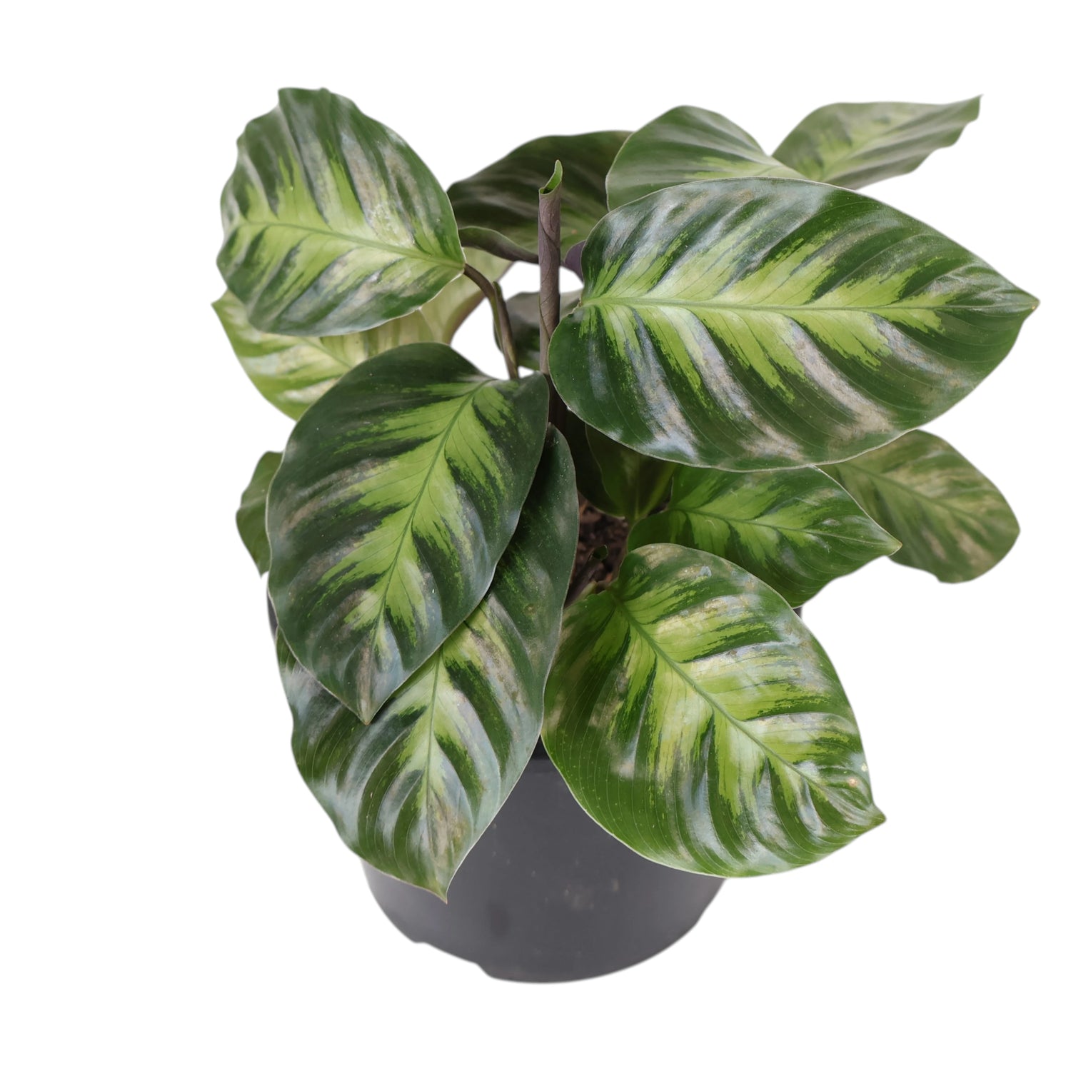 Calathea Louisae Miso 120mm