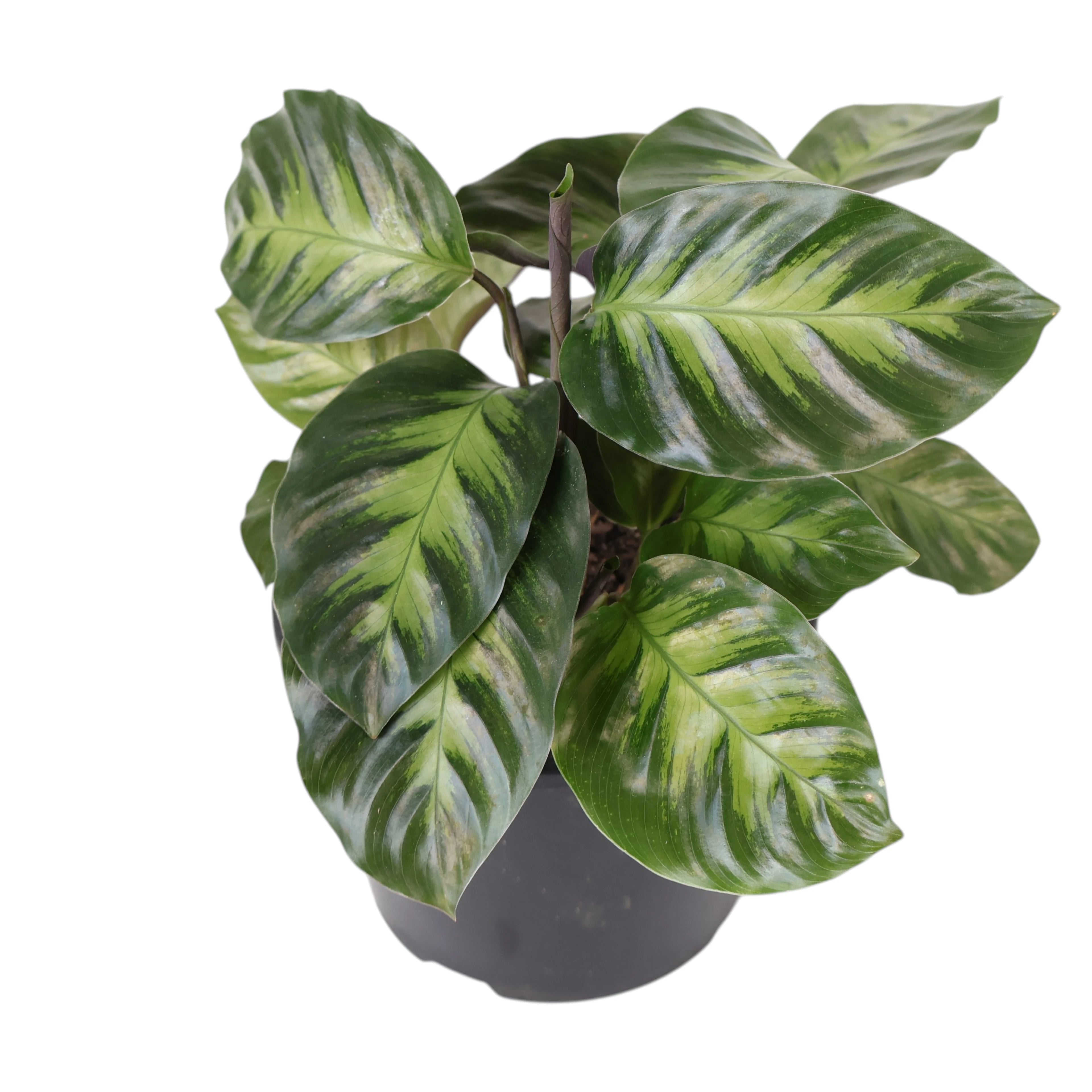 Calathea Louisae Miso 120mm