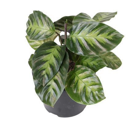Calathea Louisae Miso 120mm