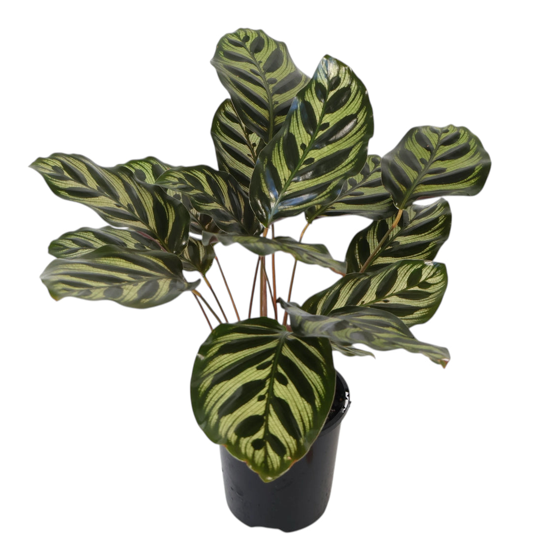 Calathea Makoyana 100mm
