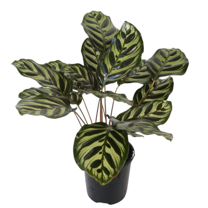 Calathea Makoyana 100mm