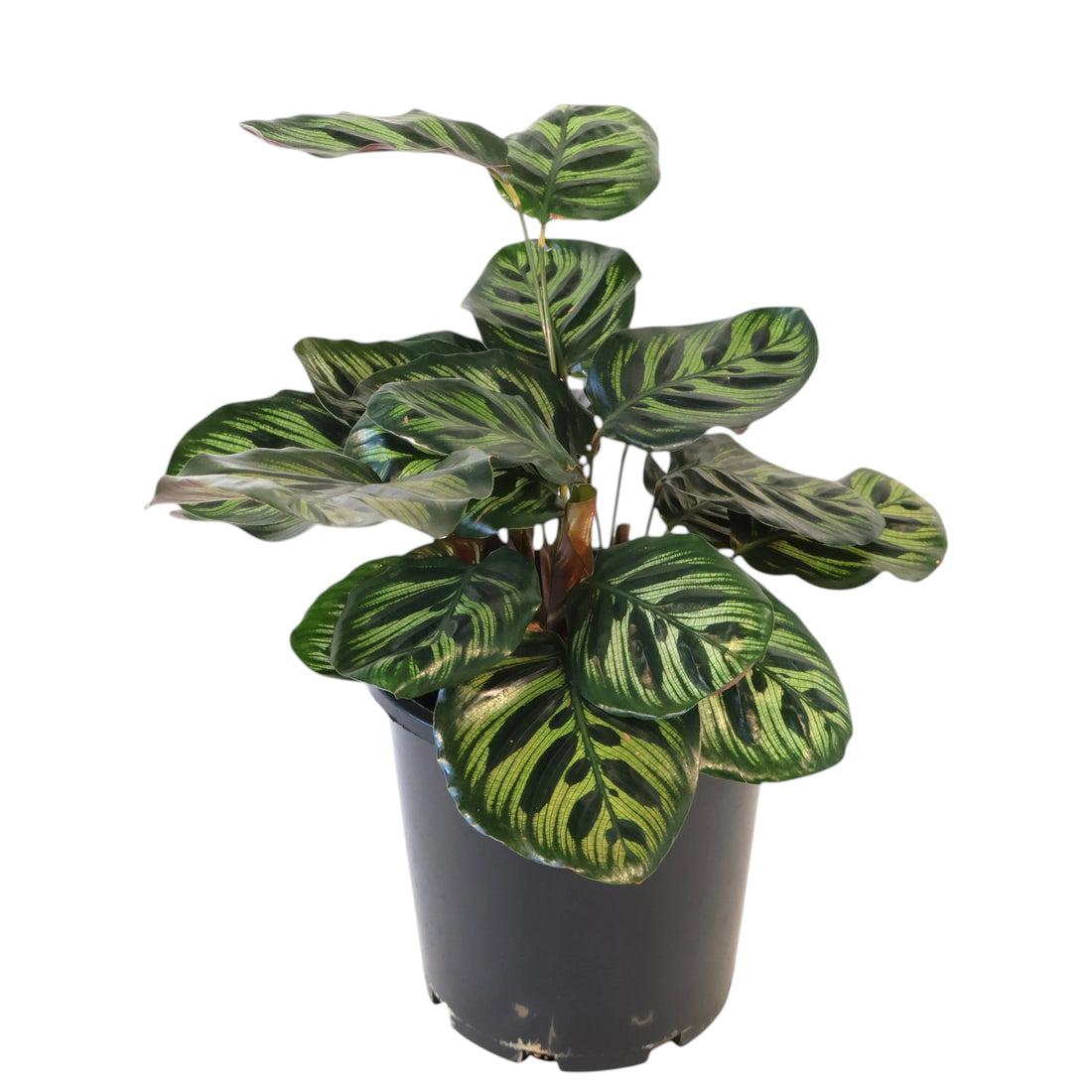 Calathea Makoyana 200mm