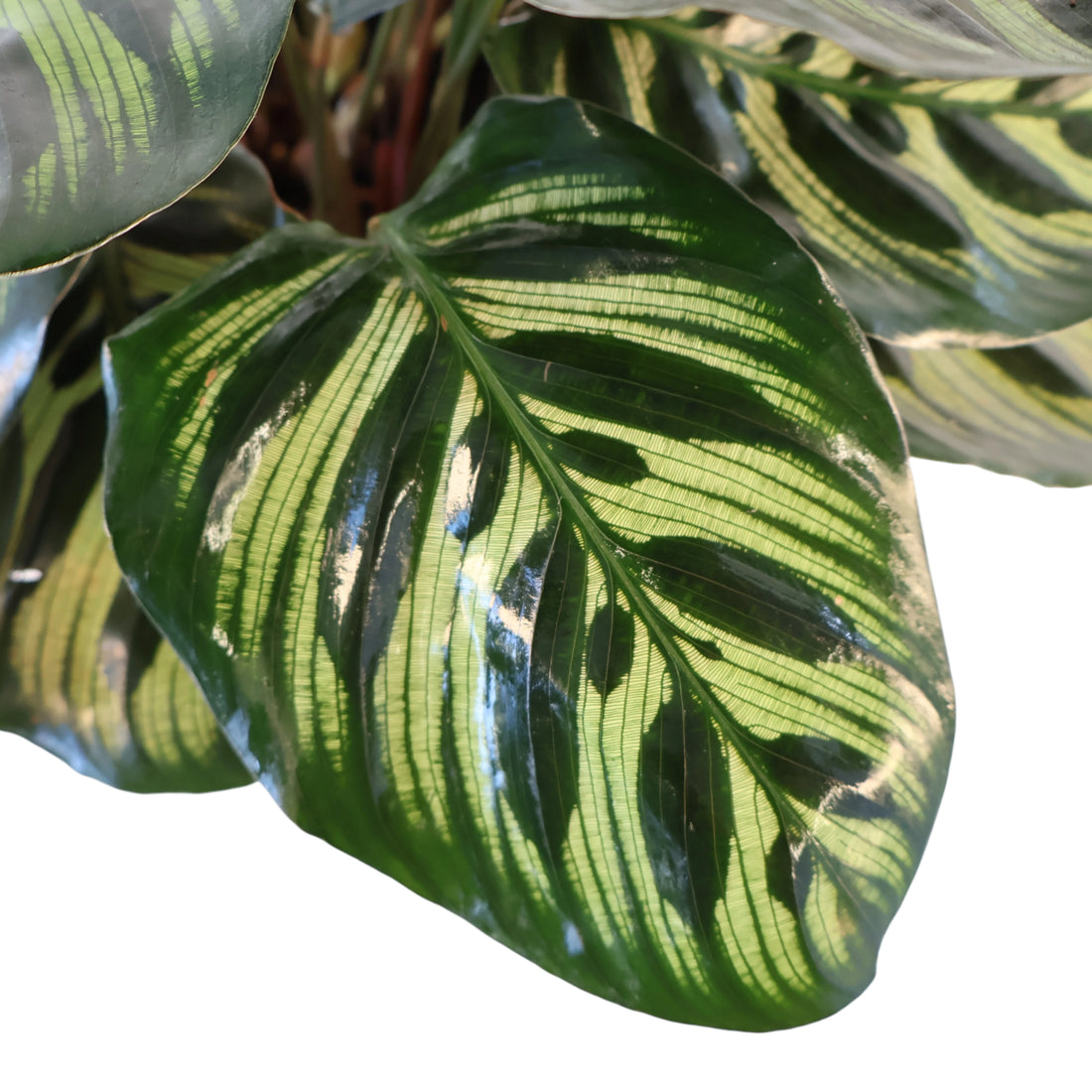 Calathea Makoyana - Peacock Plant 90mm