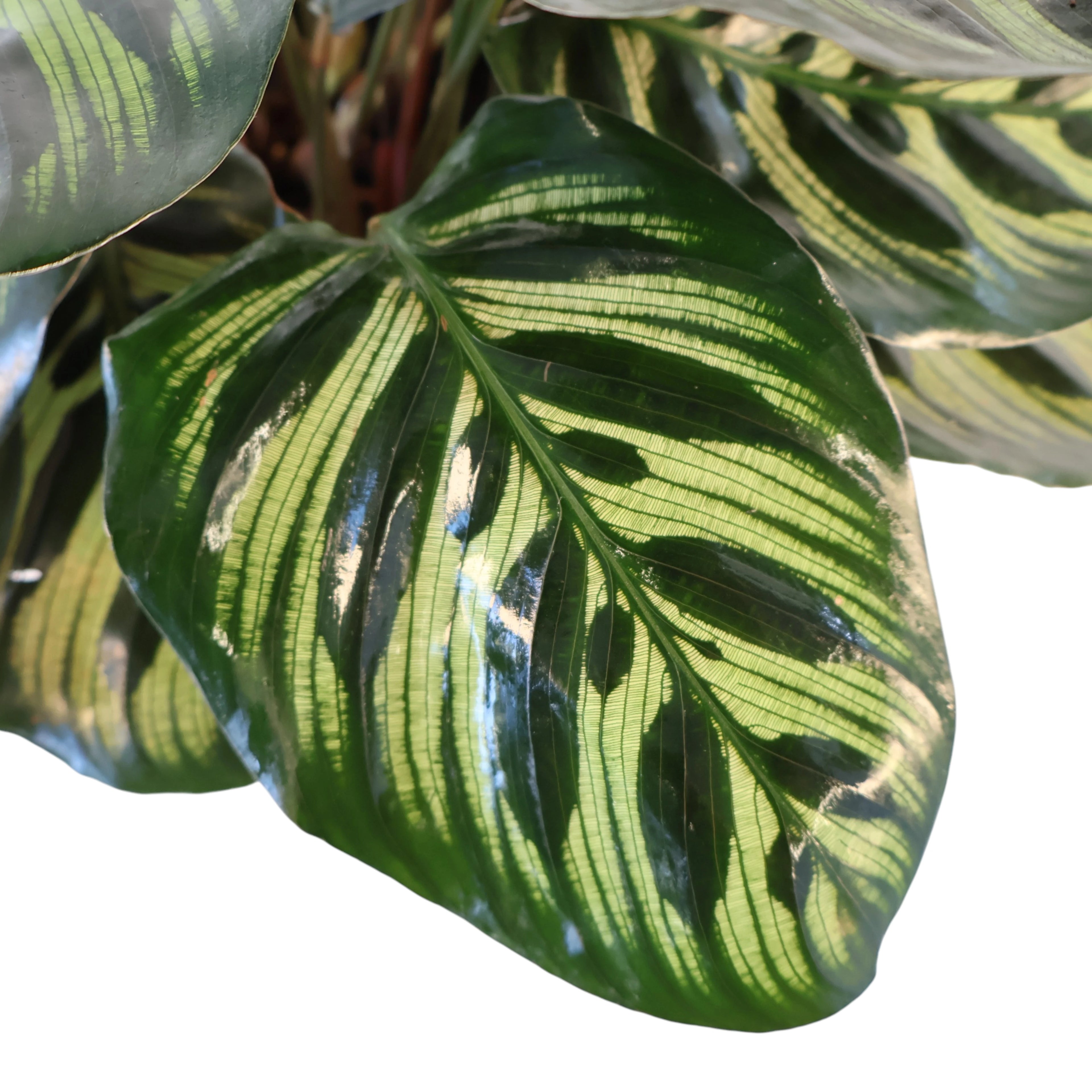 Calathea Makoyana 100mm