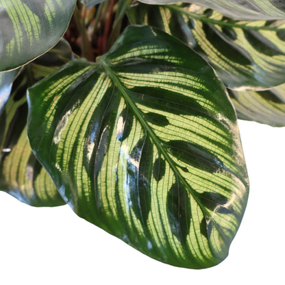 Calathea Makoyana 100mm
