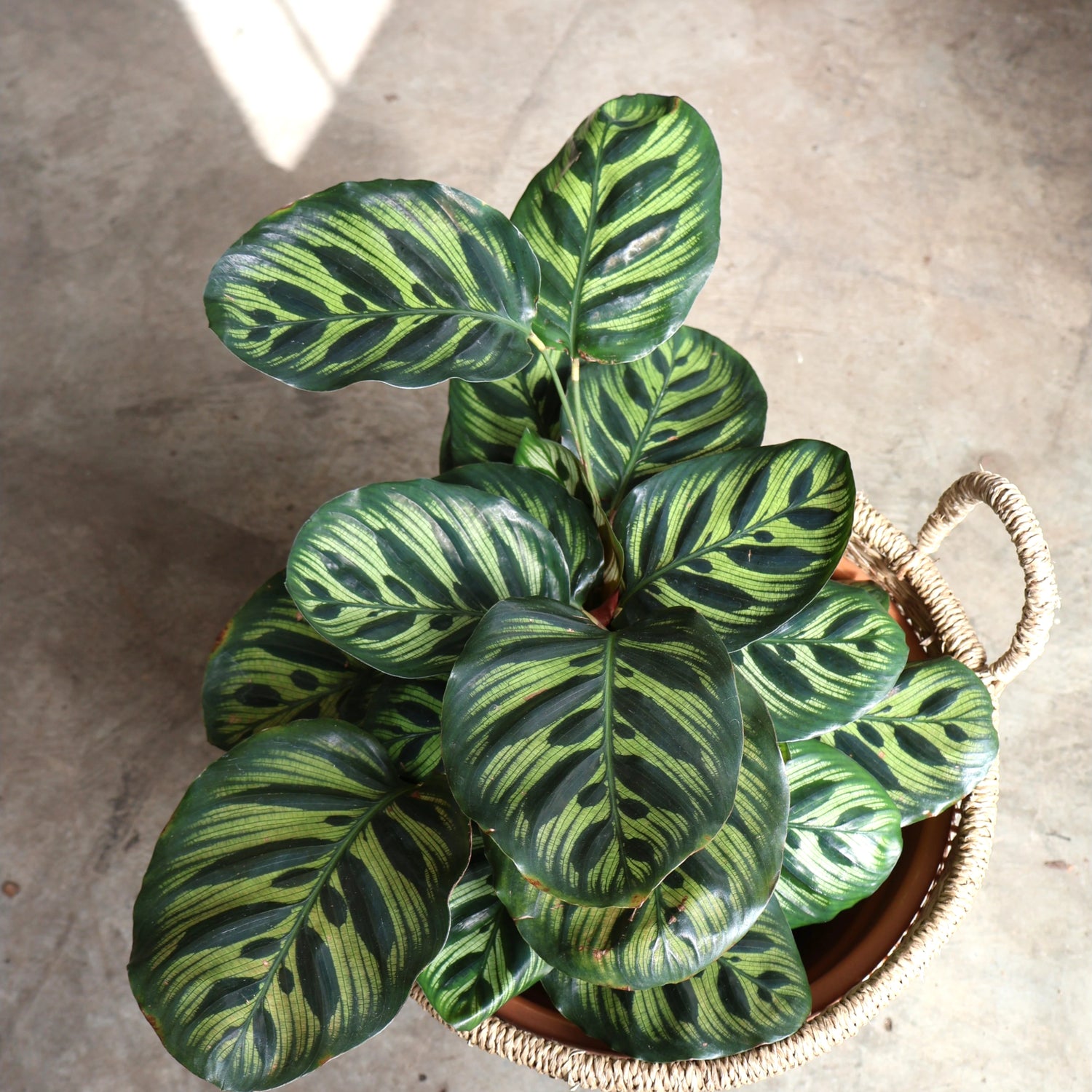 Calathea Makoyana 100mm