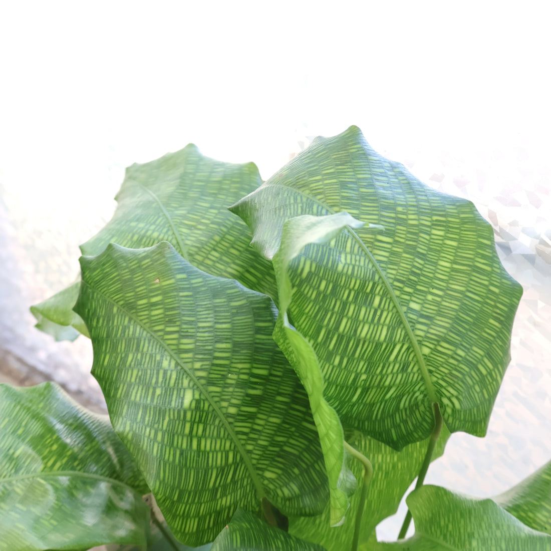 Calathea Musaica - Calathea Network 90mm