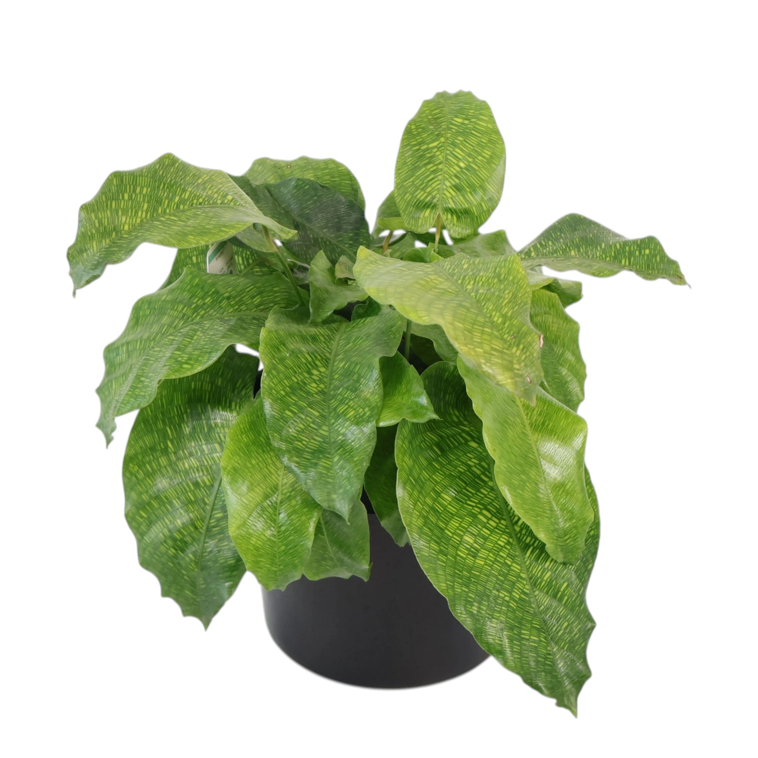 Calathea Musaica - Network 180mm