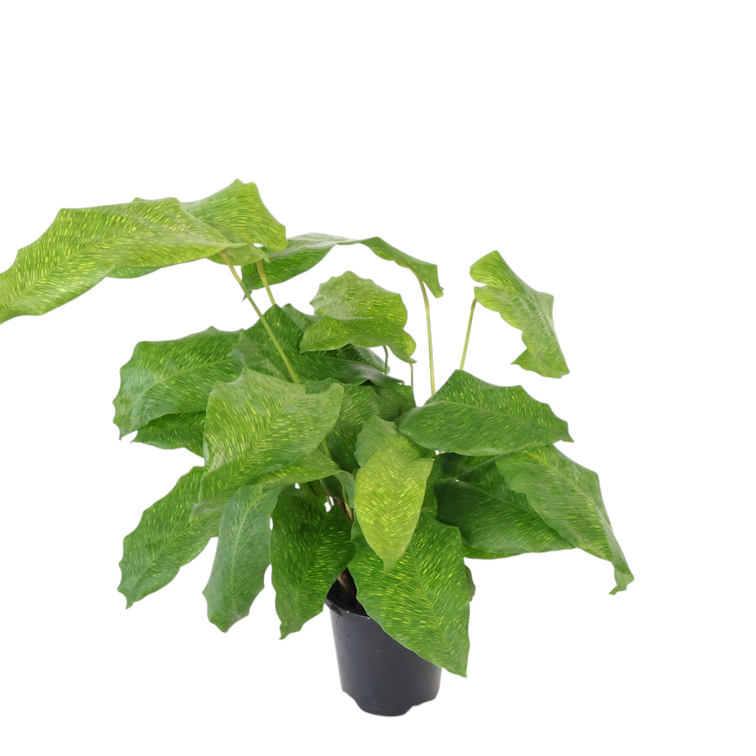 Calathea Musaica - Calathea Network 90mm
