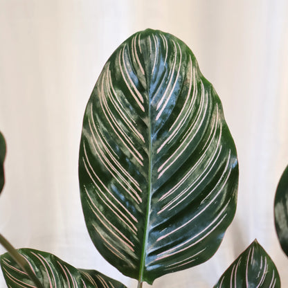 Calathea Ornata 140mm
