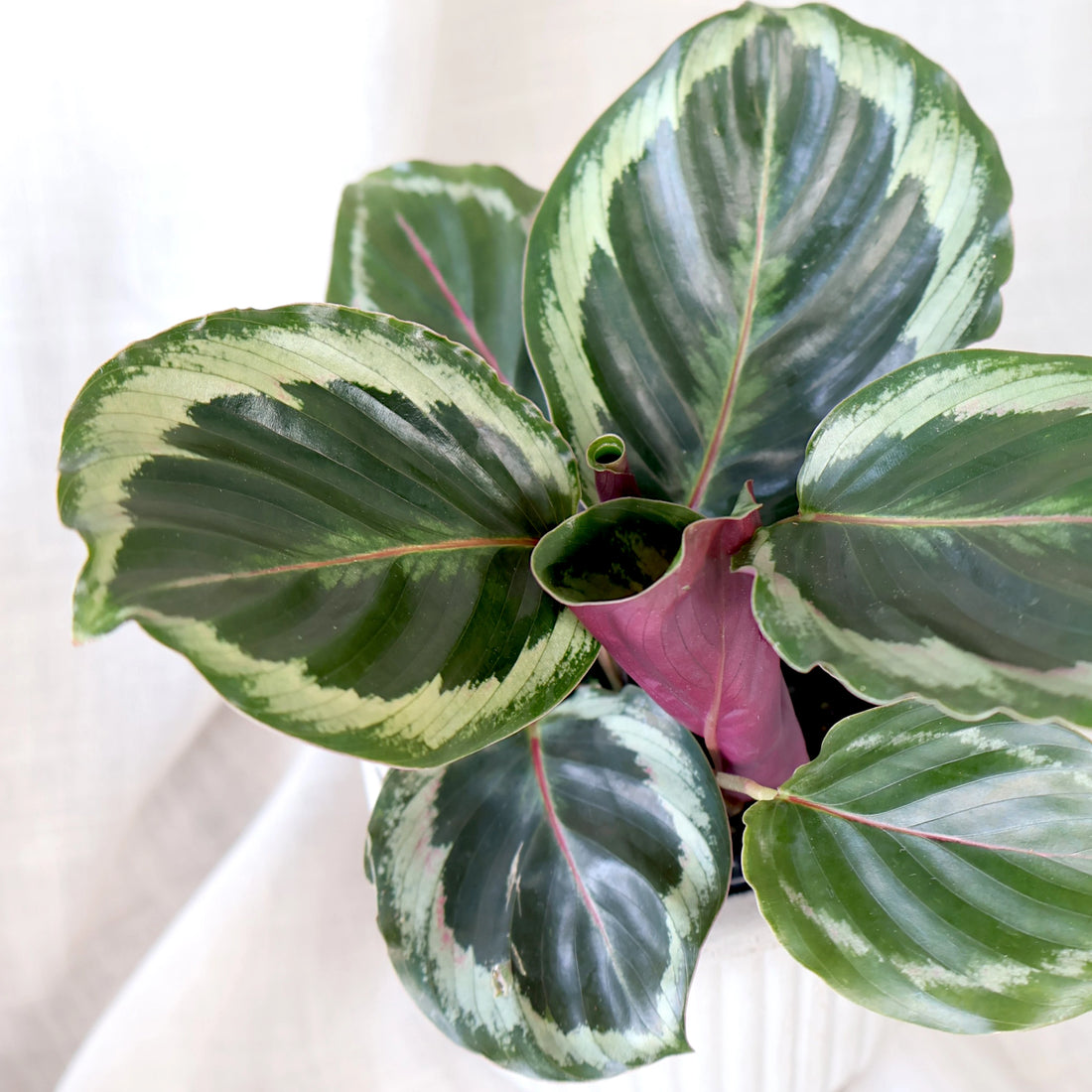 Calathea Shine Star 90mm