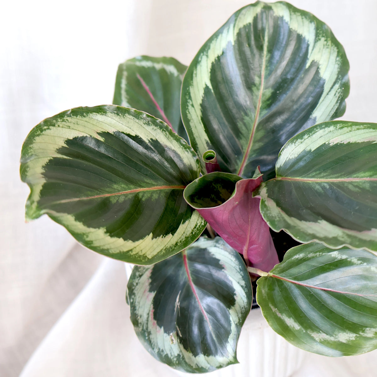 Calathea Shine Star 90mm