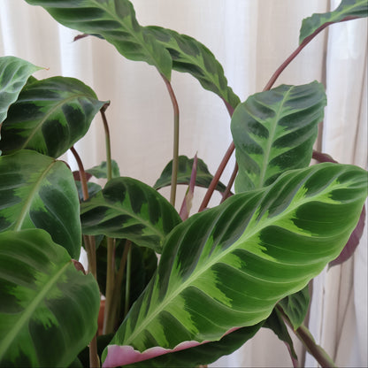 Calathea Jungle Velvet - Tigrina Warscewiczii 90mm