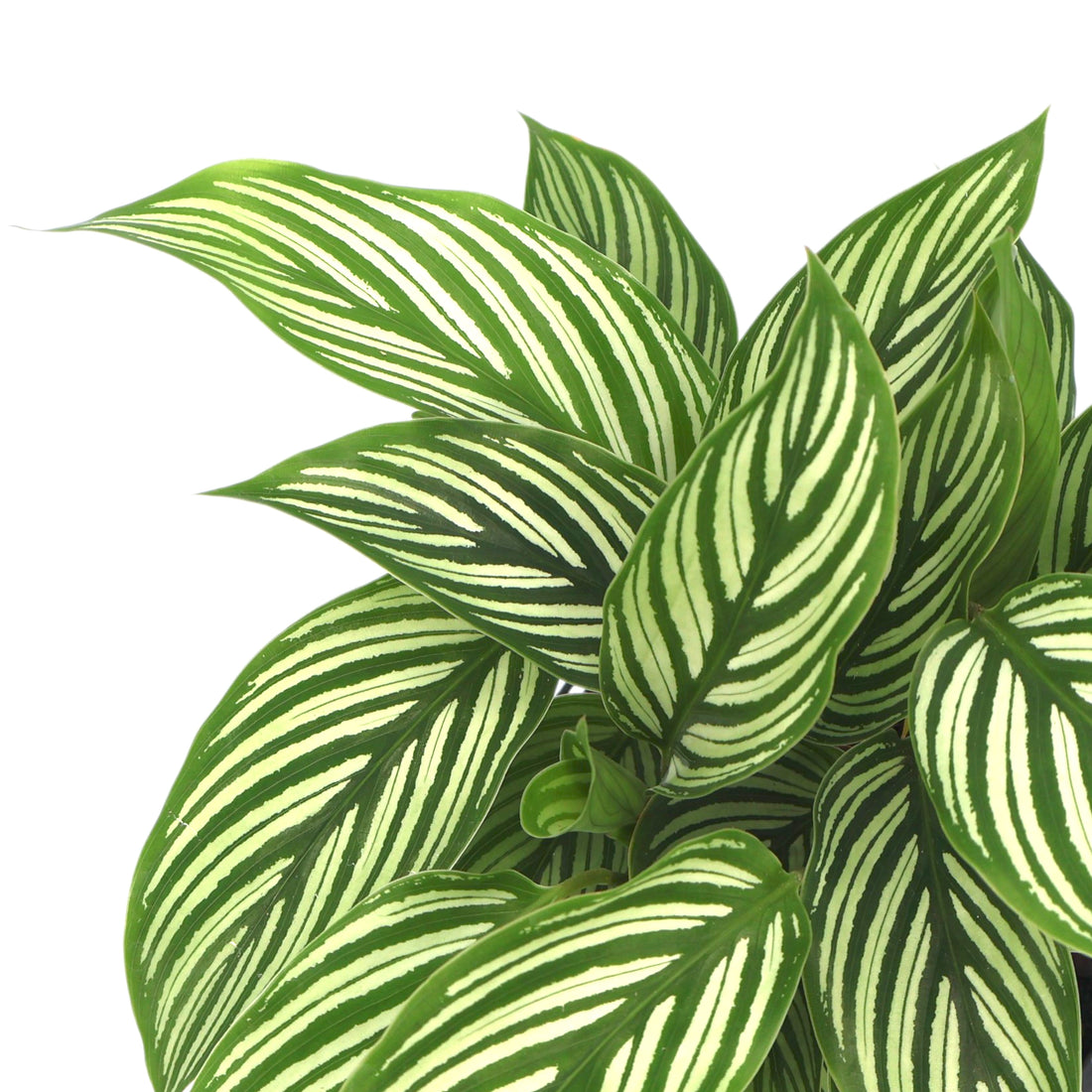 Calathea Elliptica Vittata 90mm