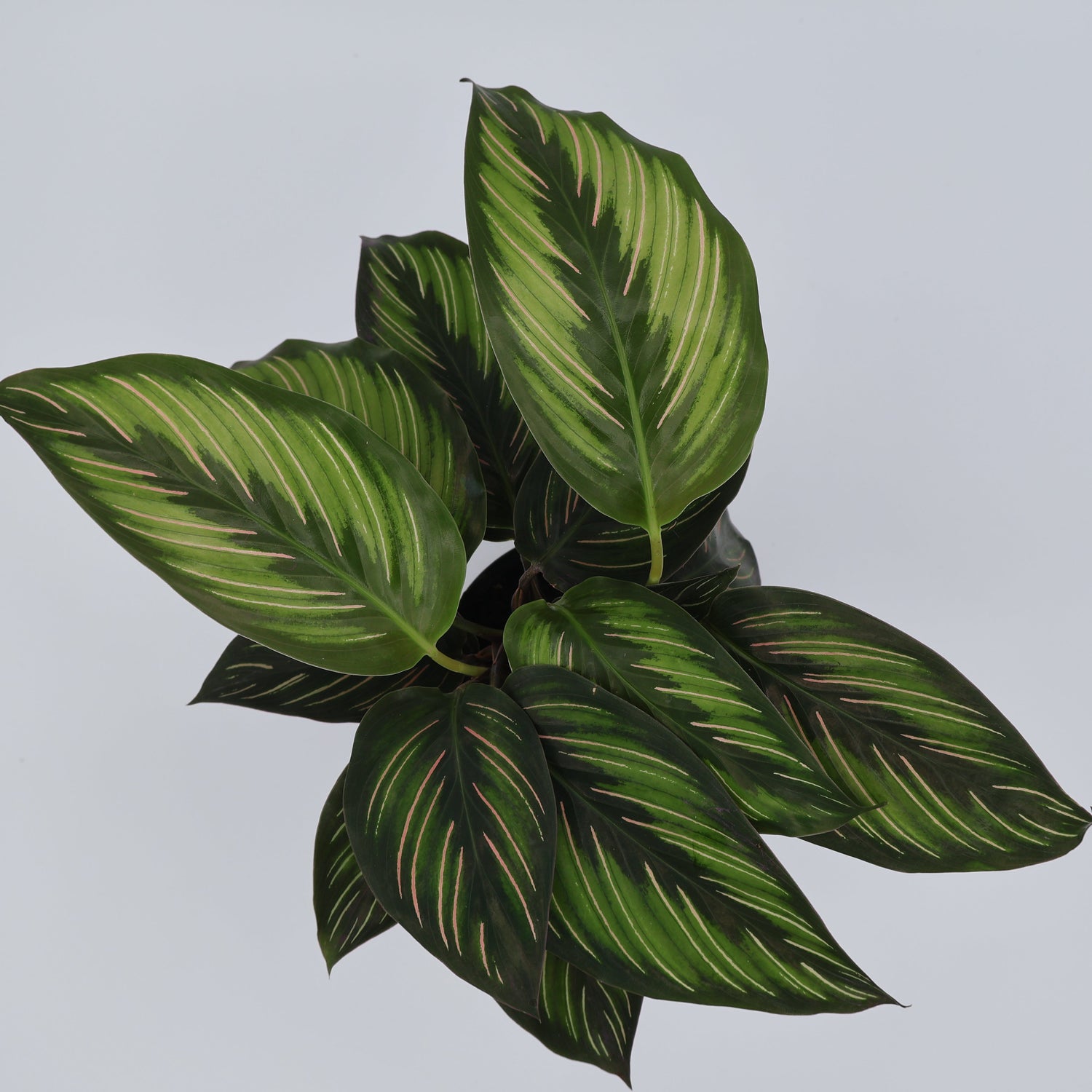 Calathea Beauty Star 90mm