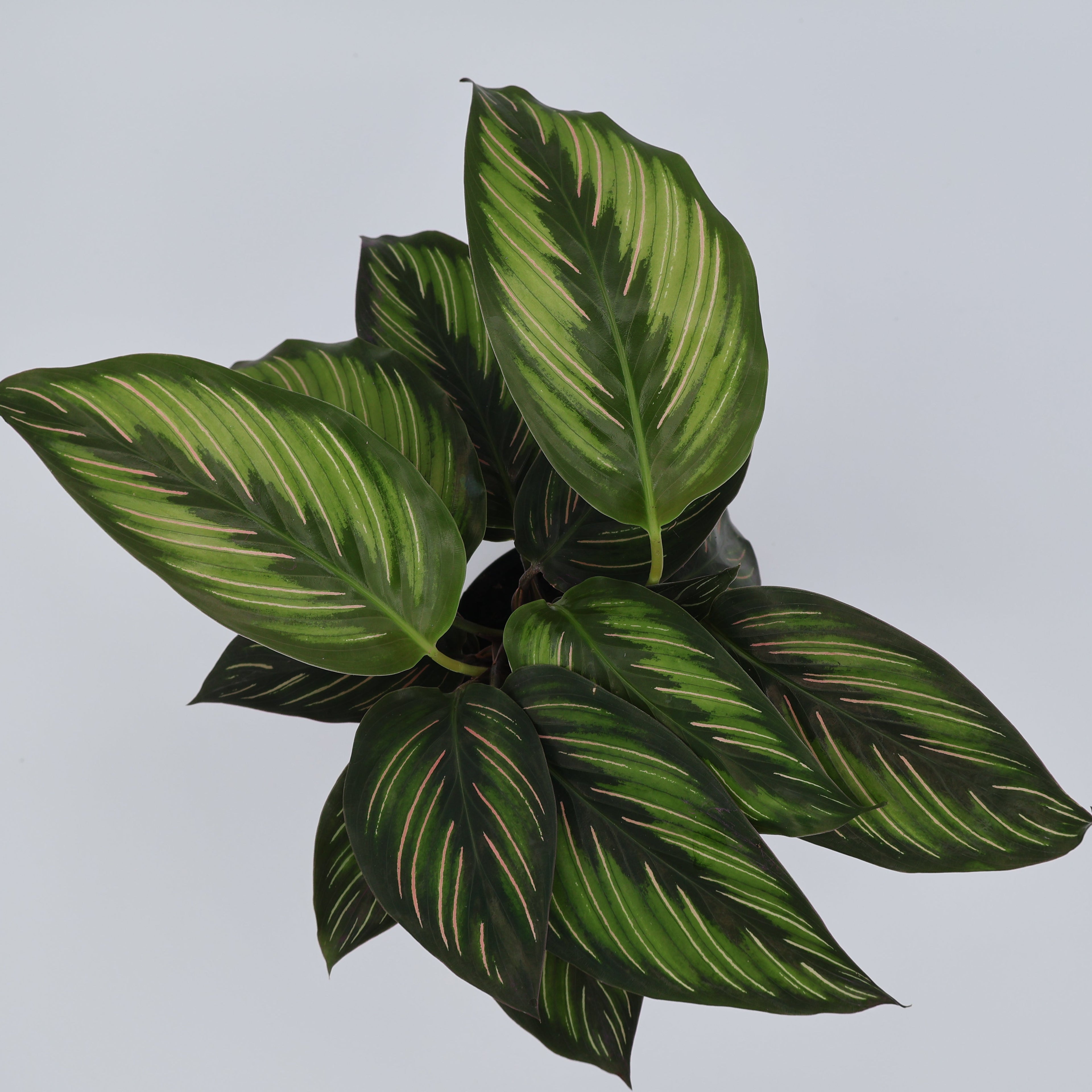 Calathea Beauty Star 90mm