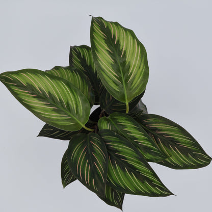 Calathea Beauty Star 90mm