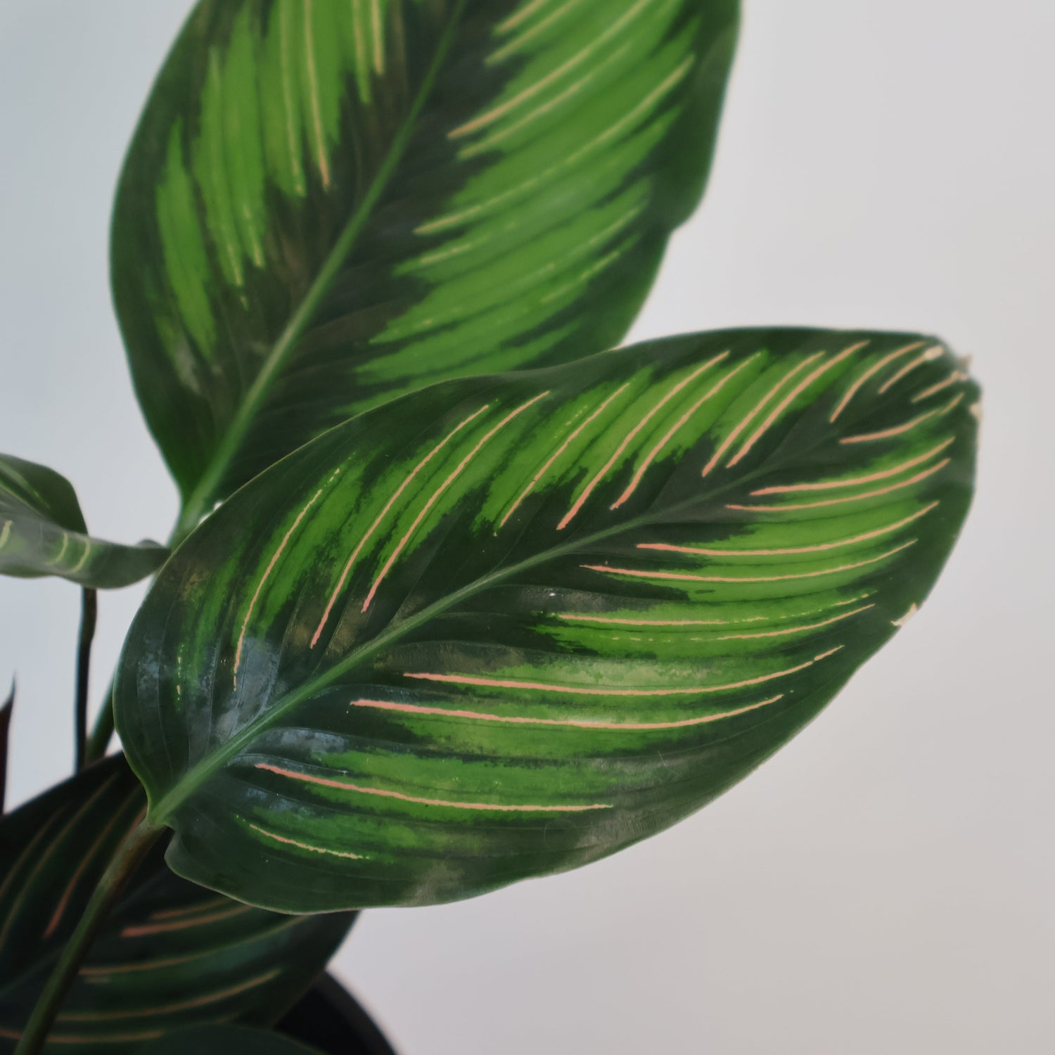 Calathea Beauty Star 90mm