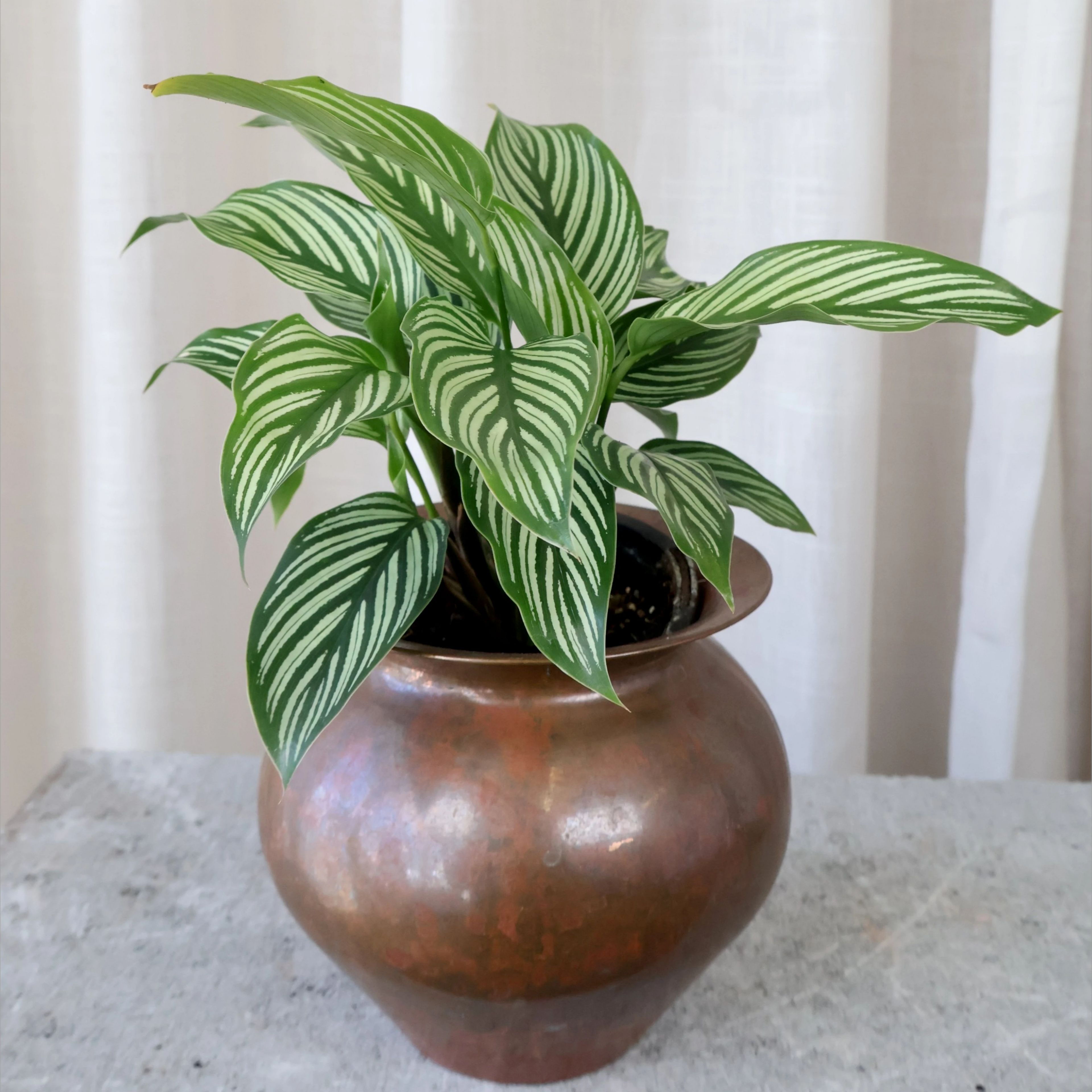 Calathea Elliptica Vittata 90mm