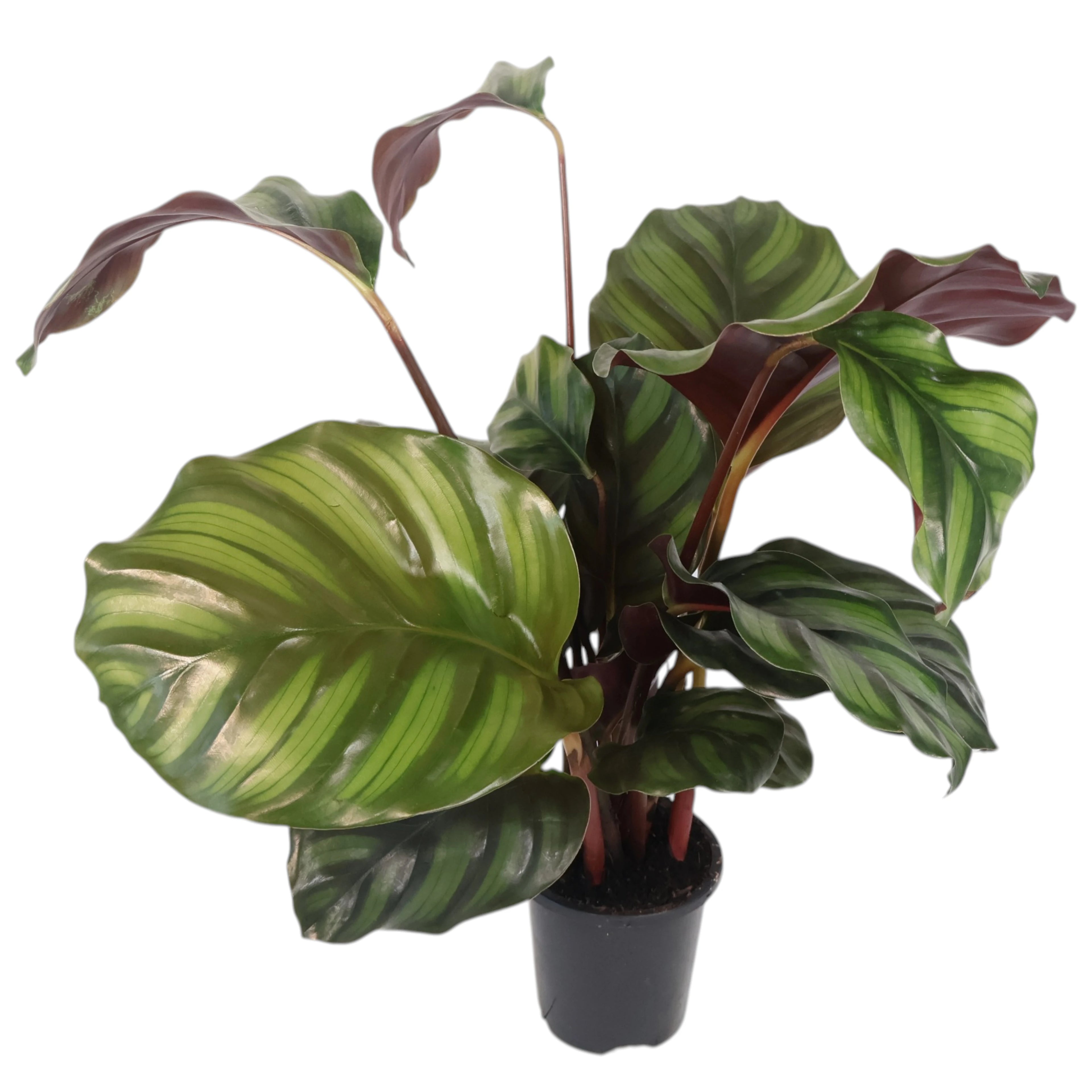 Calathea Fasciata 90mm