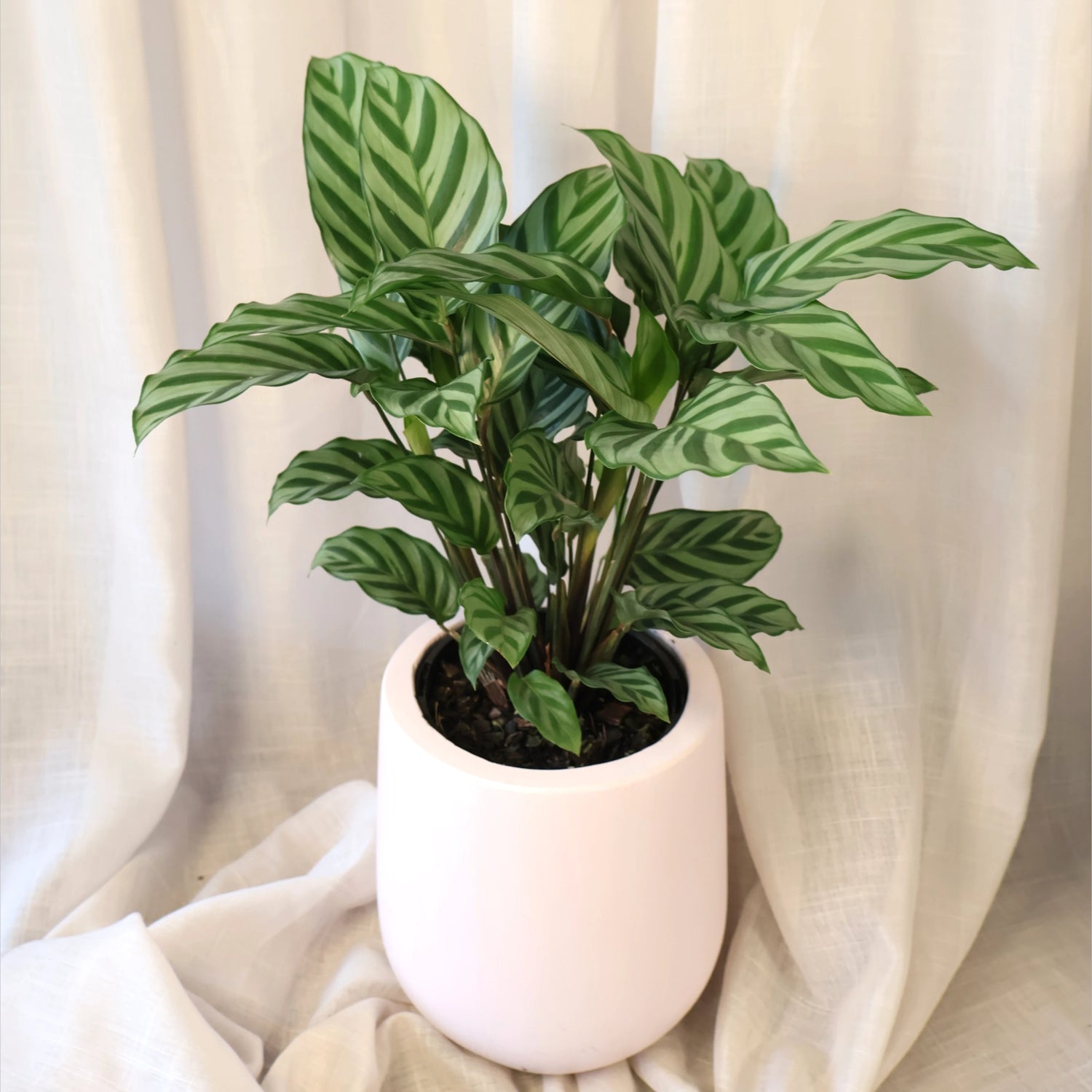 Calathea Freddie 140mm