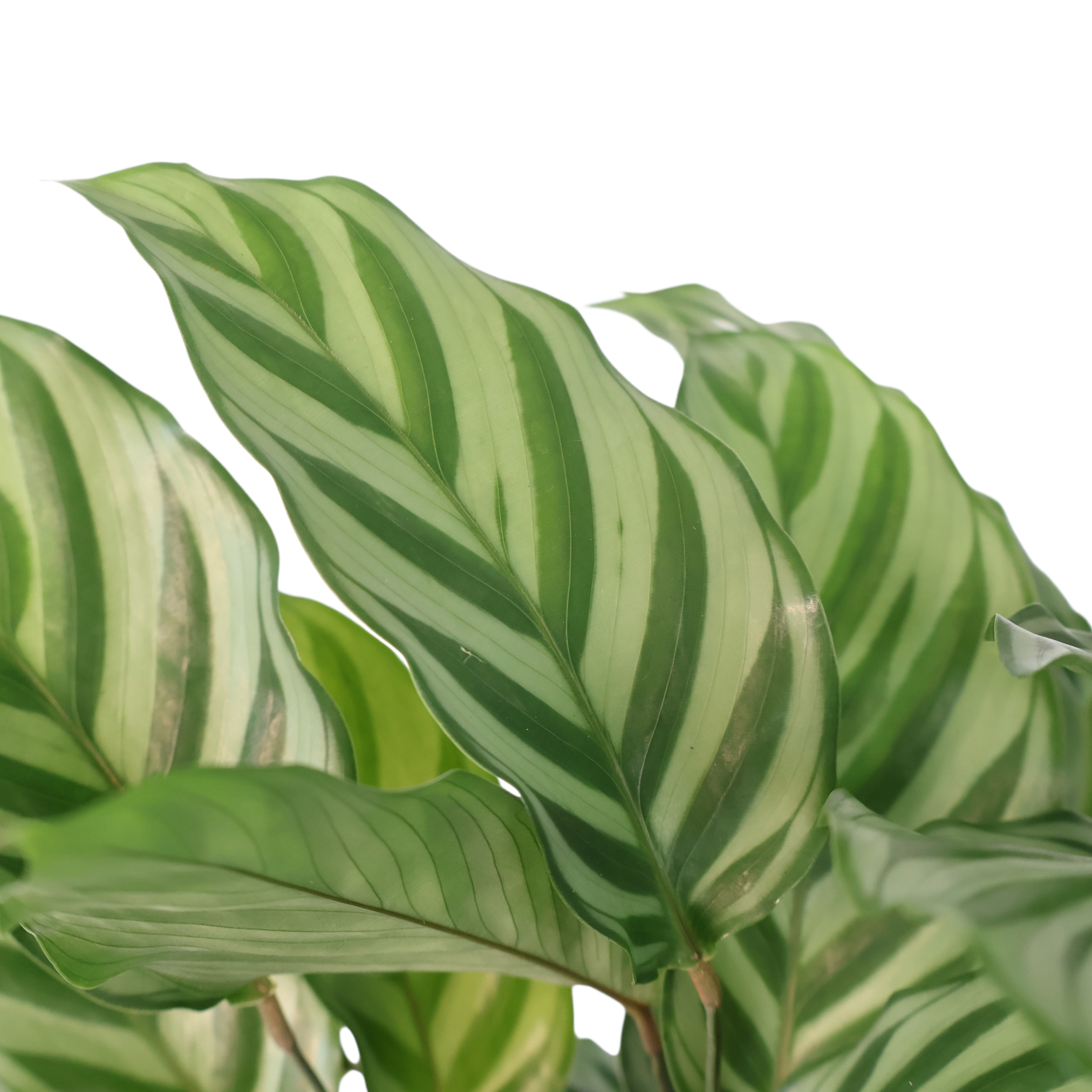 Calathea Freddie 140mm