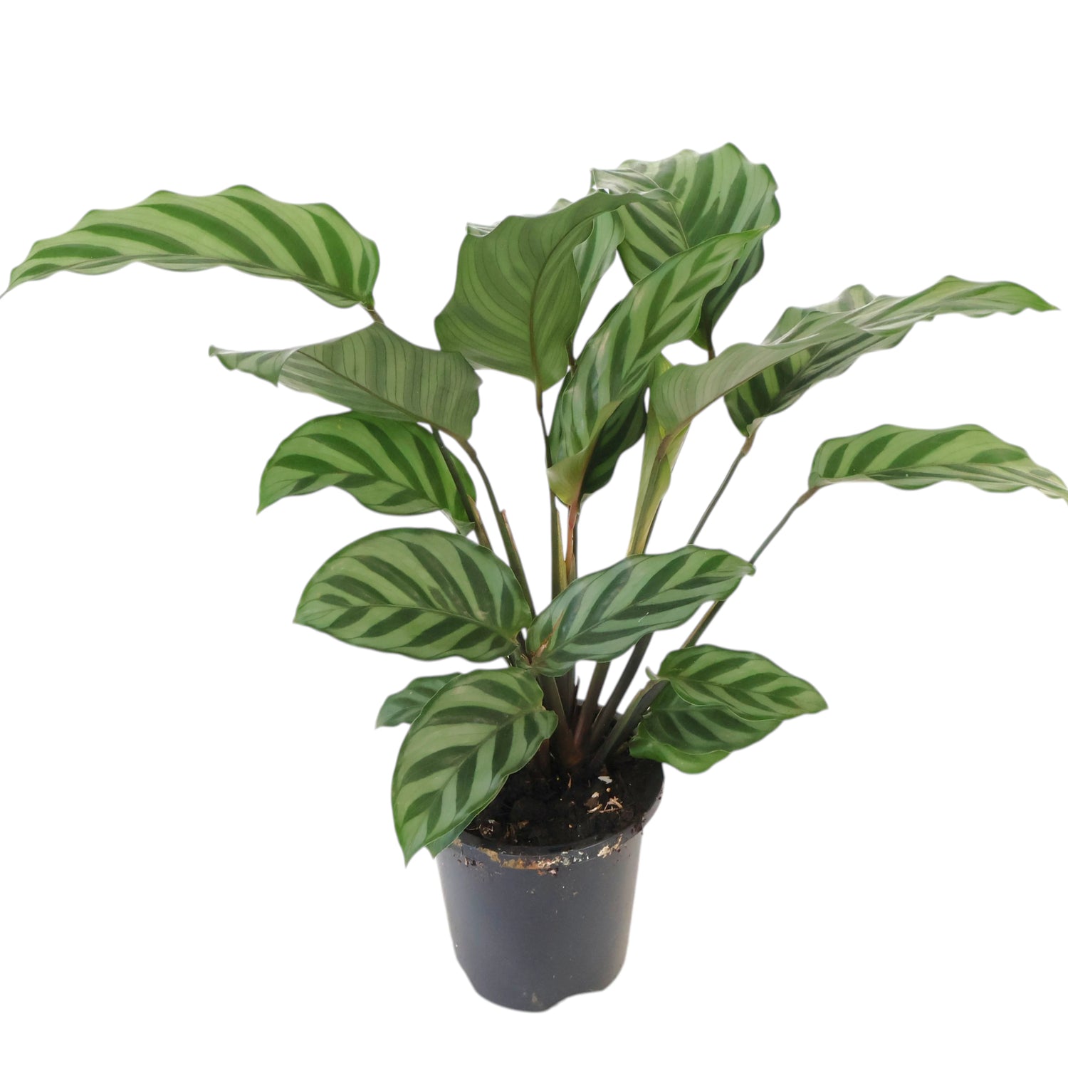 Calathea Freddy 90mm