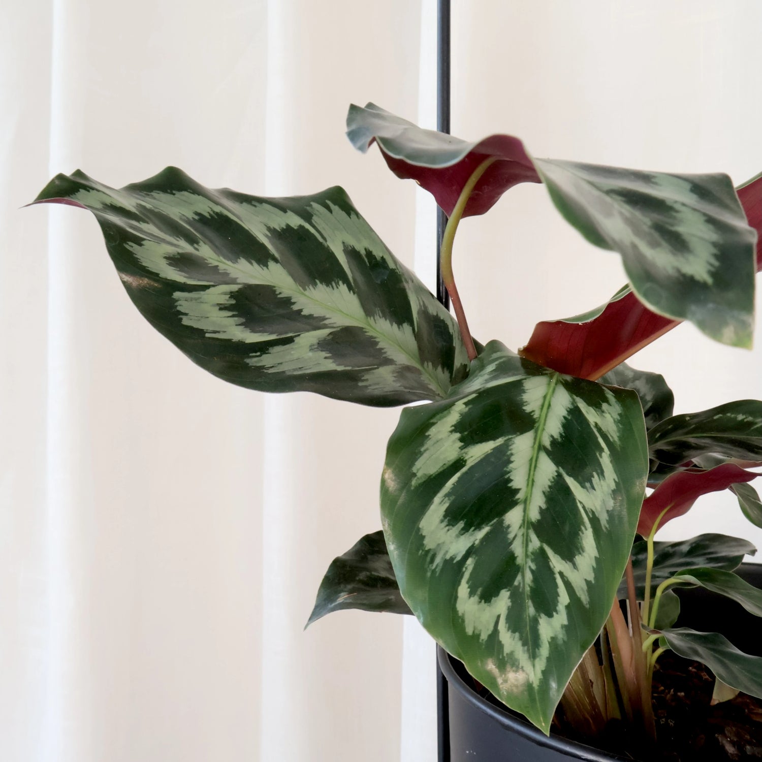 Calathea dressleri Helen Kennedy 125mm