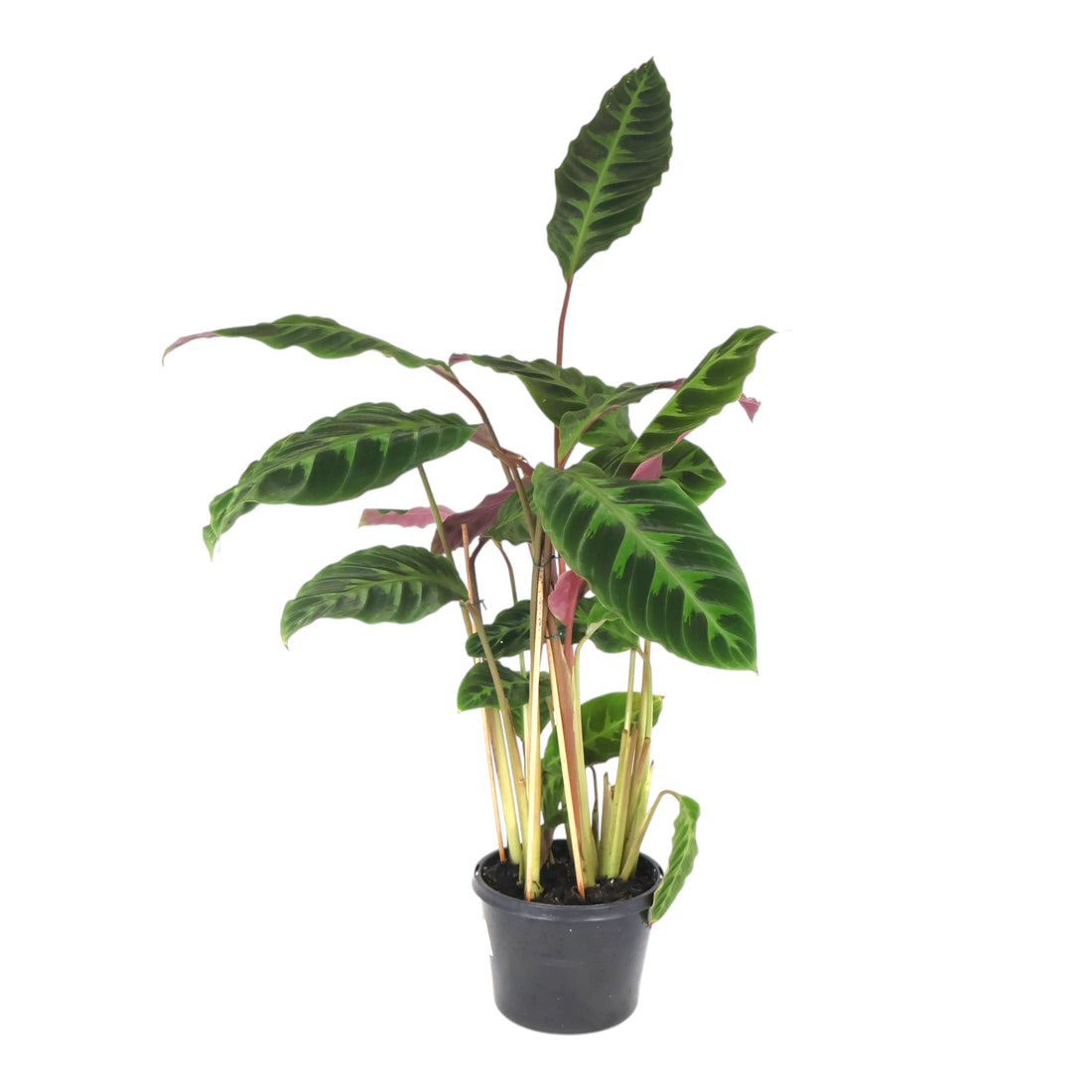 Calathea Warscewiczii - Jungle Velvet 180mm