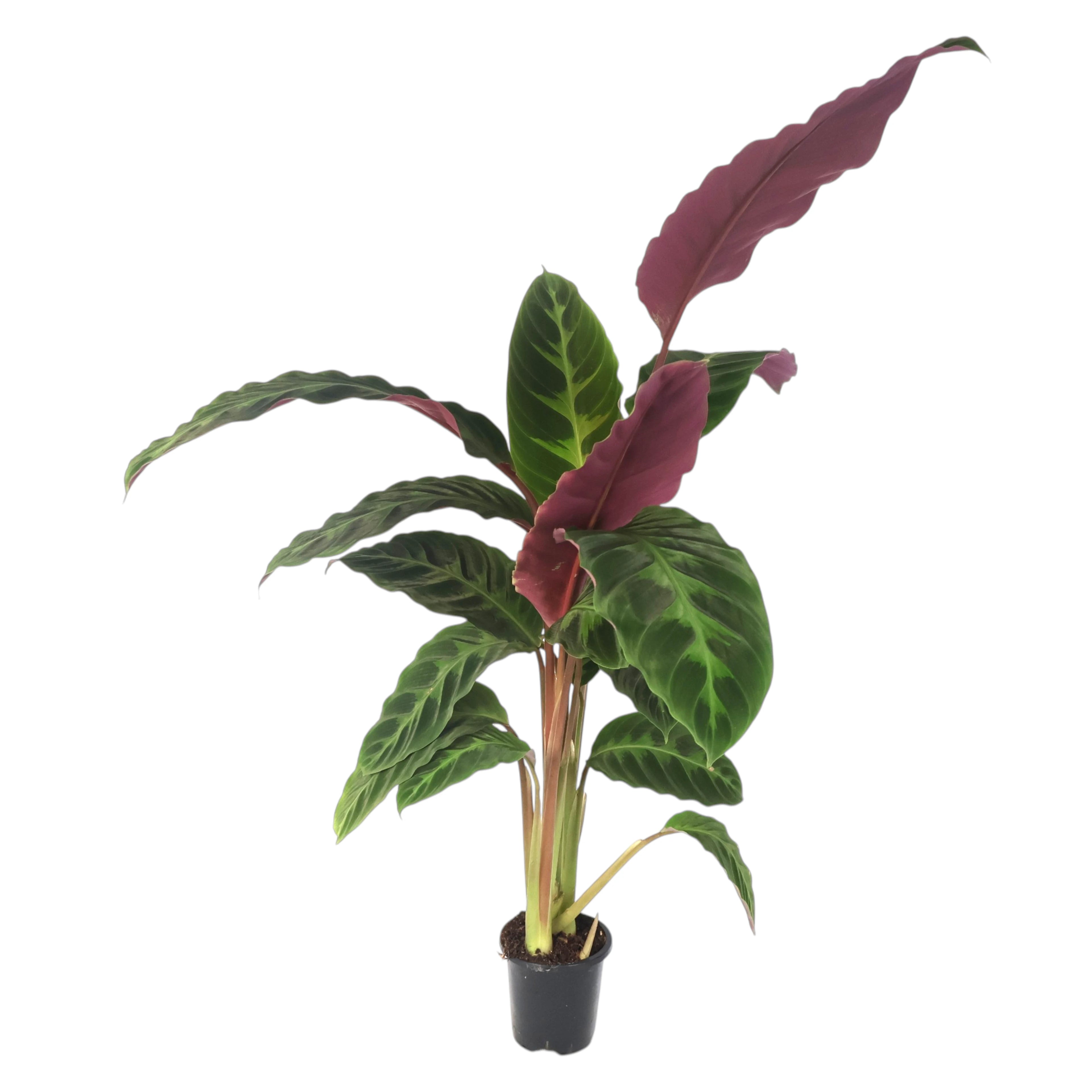 Calathea Jungle Velvet - Tigrina Warscewiczii 90mm