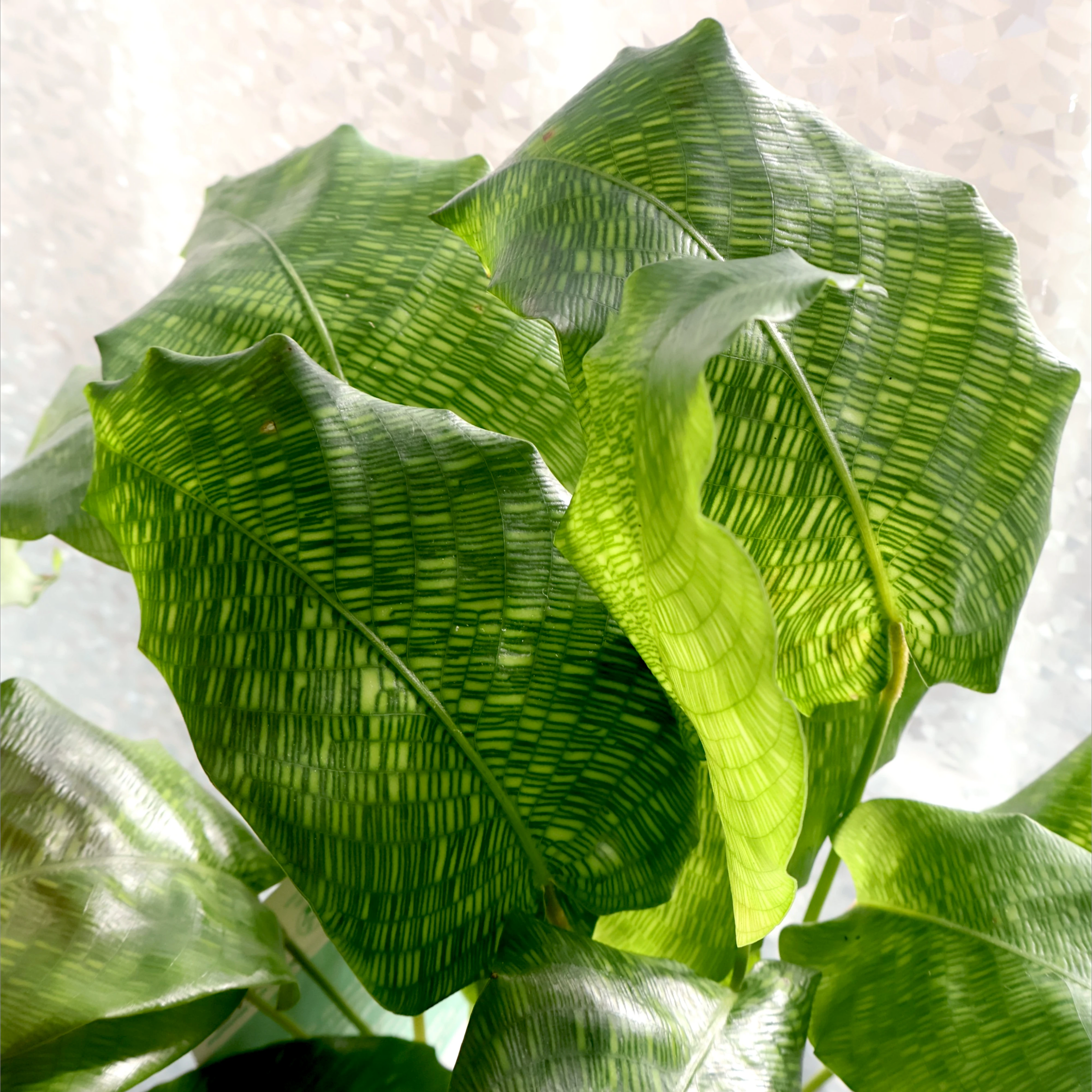 Calathea Musaica - Calathea Network 90mm