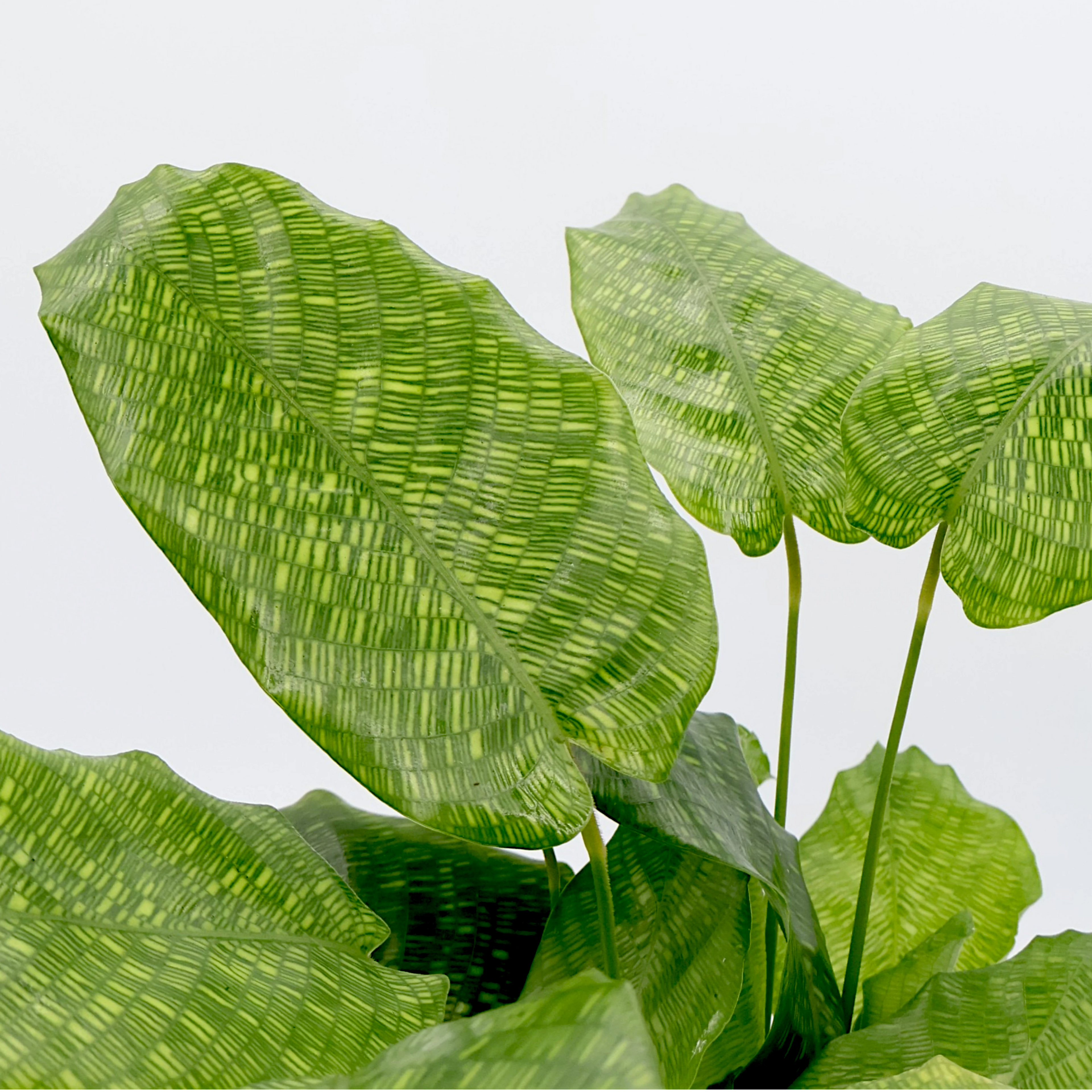 Calathea Musaica - Network 180mm