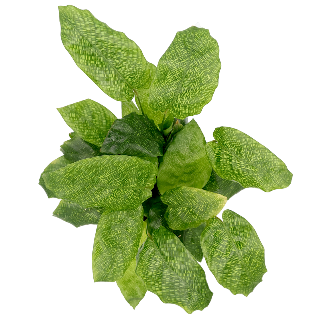 Calathea Musaica - Calathea Network 125mm