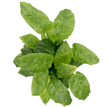 Calathea Musaica - Calathea Network 125mm